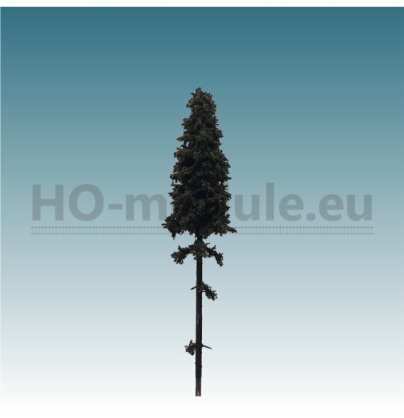 Smrk s vysokým kmenem 140-160 mm