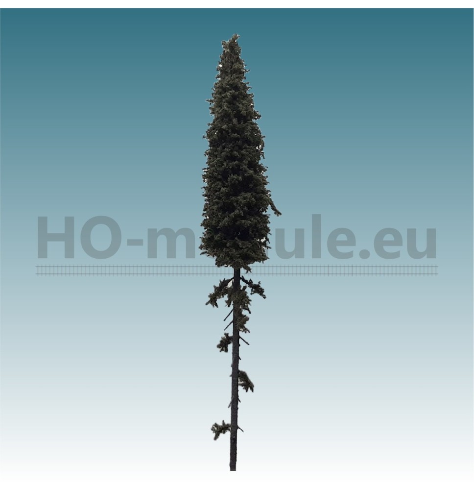 Smrk s vysokým kmenem 180-220 mm