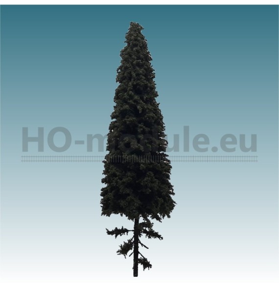 Smrk s krátkým kmenem 180-220 mm