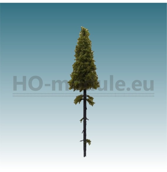 Modřín s vysokým kmenem 140-160 mm