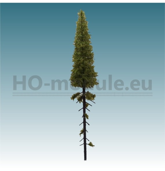 Modřín s vysokým kmenem 180-220 mm