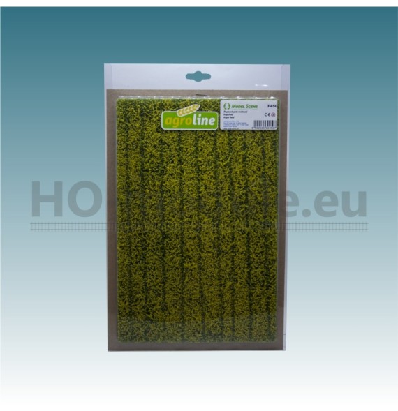 Řepkové pole kvetoucí