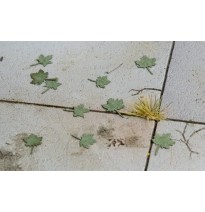 Stromové listí – javor - zelený