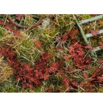 Stromové listí – javor – shnilé