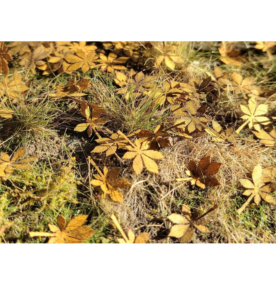 Stromové listí – kaštan – suché