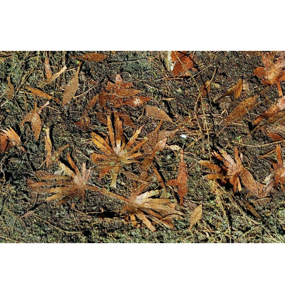 Stromové listí – jungle směs – suchá