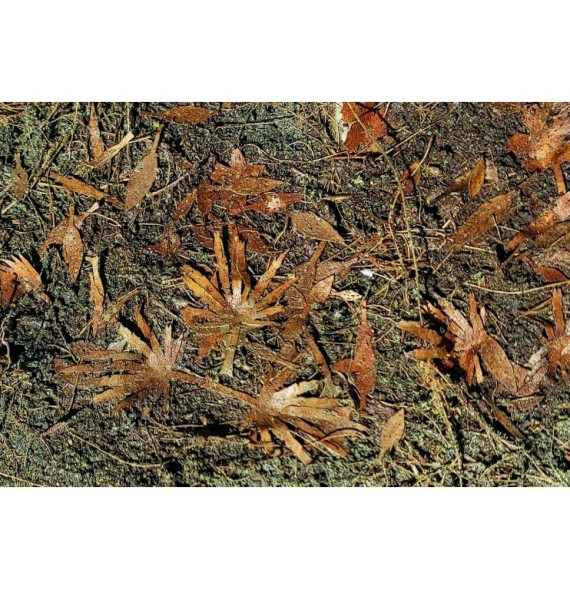 Stromové listí – jungle směs – suchá