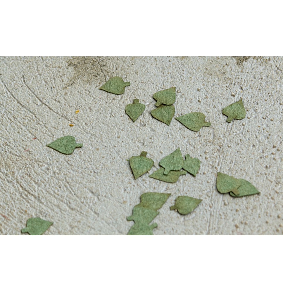 Stromové listí – bříza - zelená