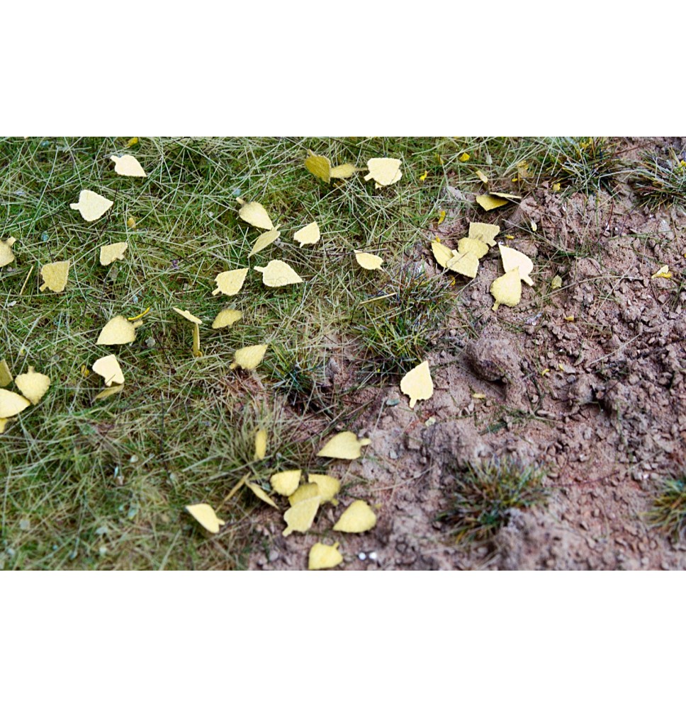 Stromové listí – bříza – suché