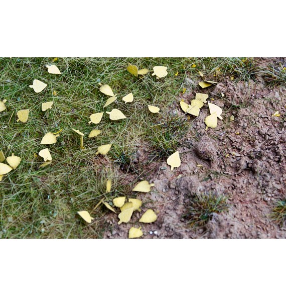 Stromové listí – bříza – suché