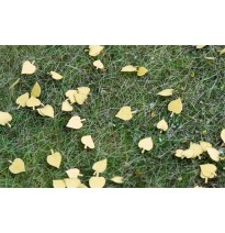 Stromové listí – lípa – suché