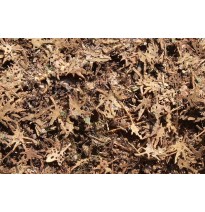 Stromové listí – tropické – suché