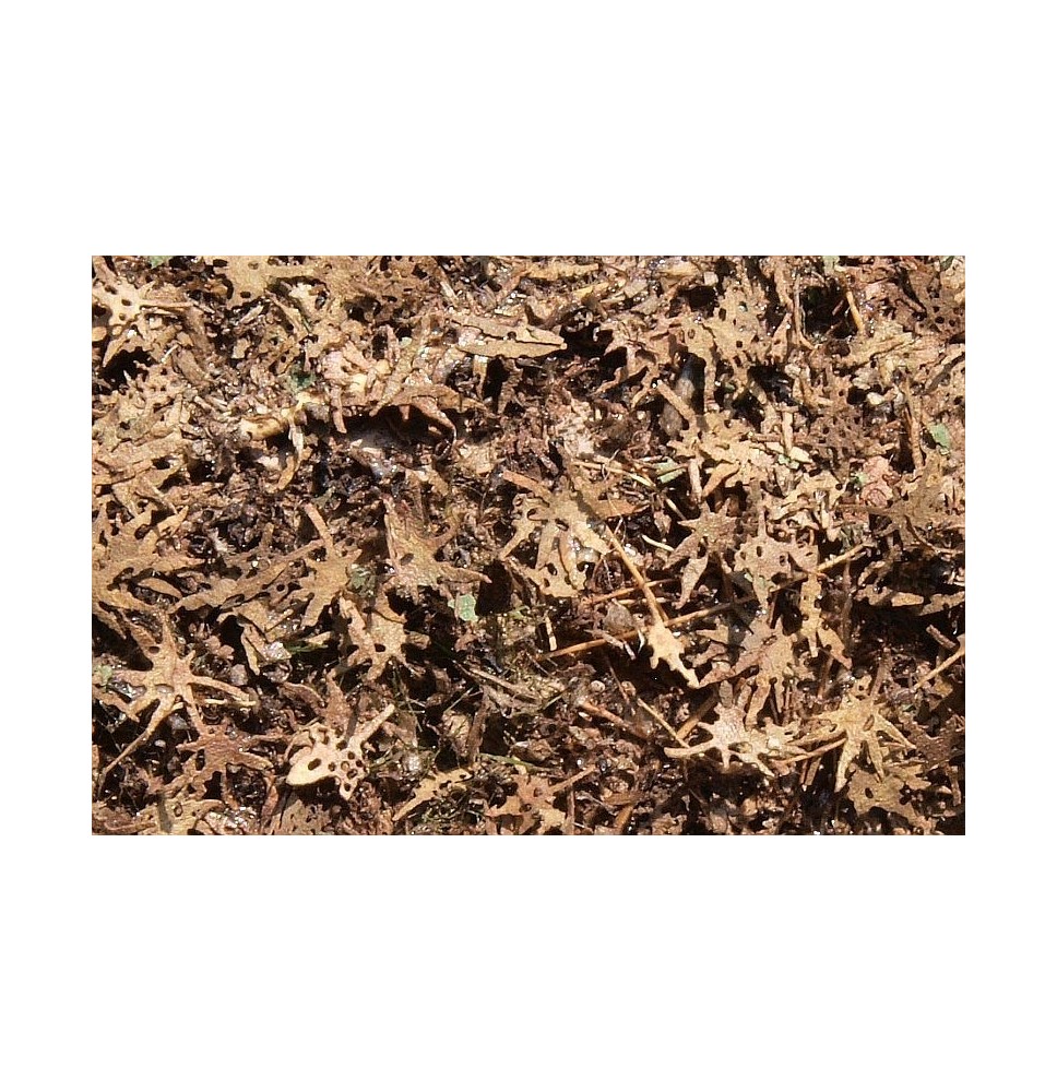 Stromové listí – tropické – suché