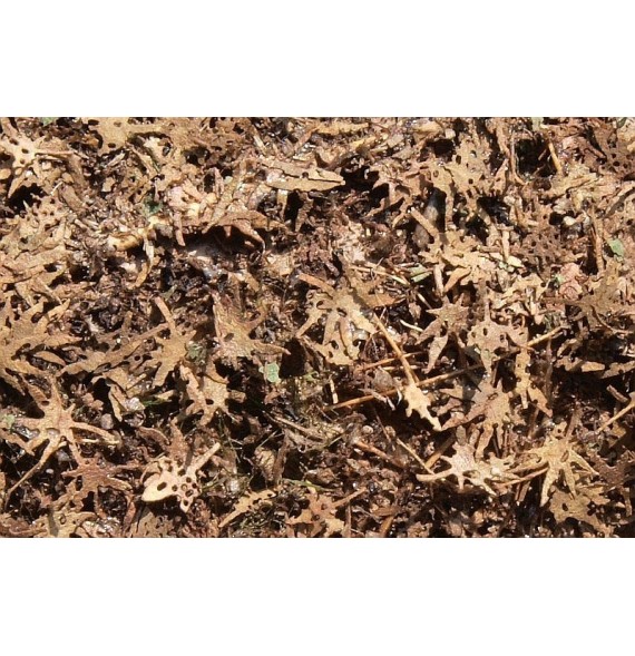 Stromové listí – tropické – suché