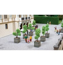 Okrasné stromky v květináčích