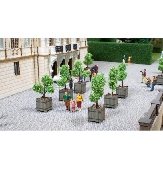 Okrasné stromky v květináčích