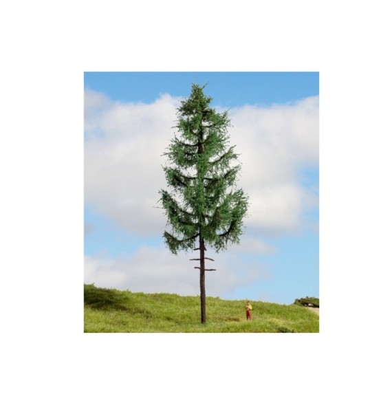 Smrk s vysokým kmenem 230 mm
