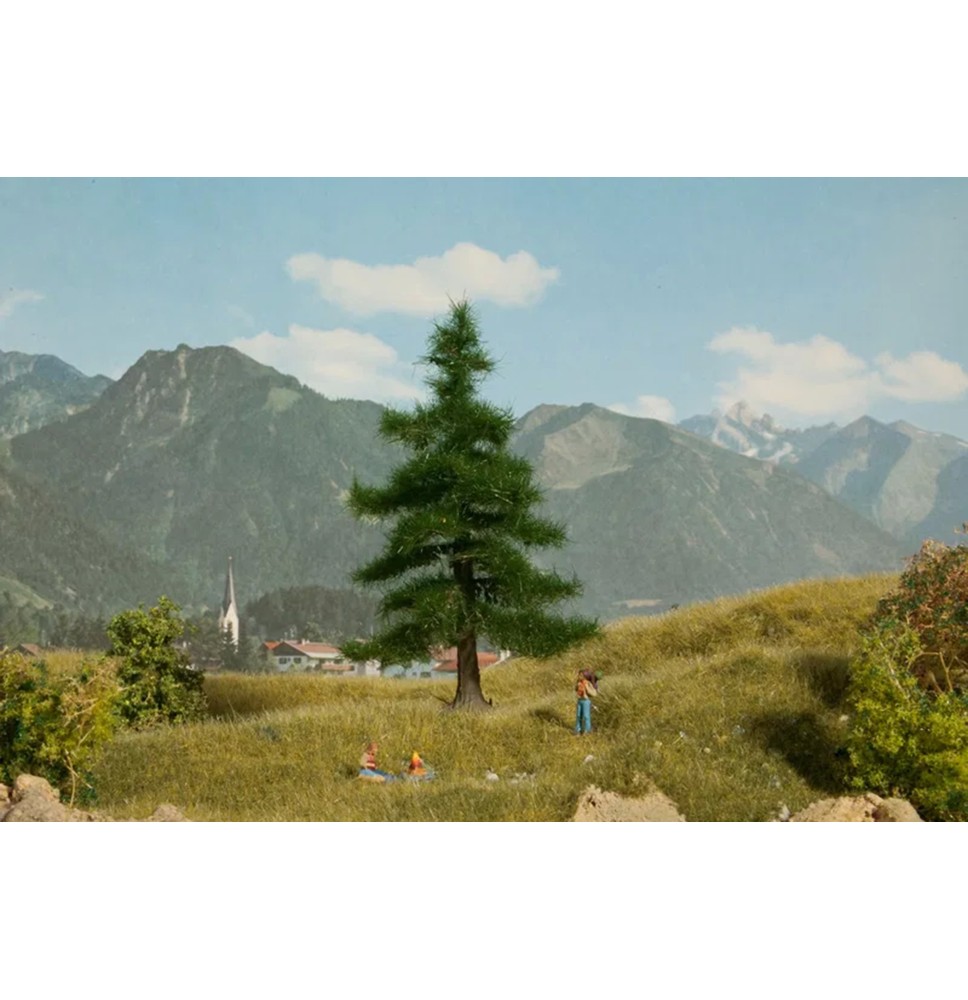 Normandská jedle 120 mm