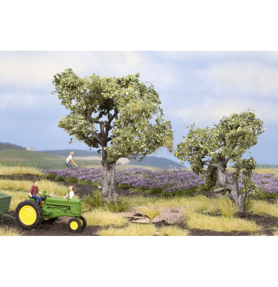 Olivovníky 60 – 90 mm