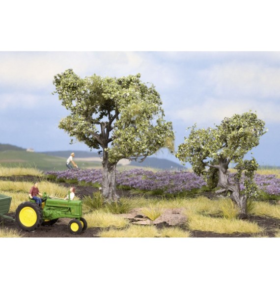 Olivovníky 60 – 90 mm