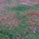Blumenwiese – Mohnblumen