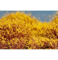 Keře zlatý déšť