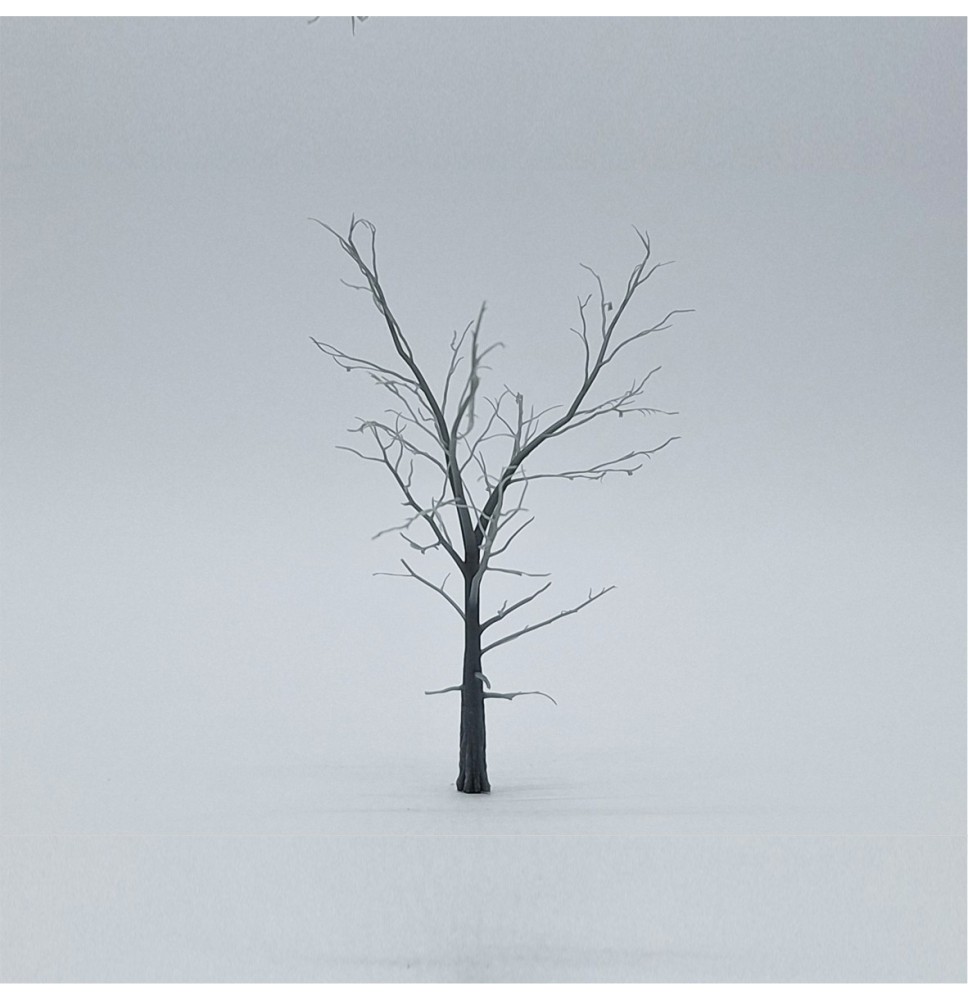 Kostra stromu – buk 80 mm