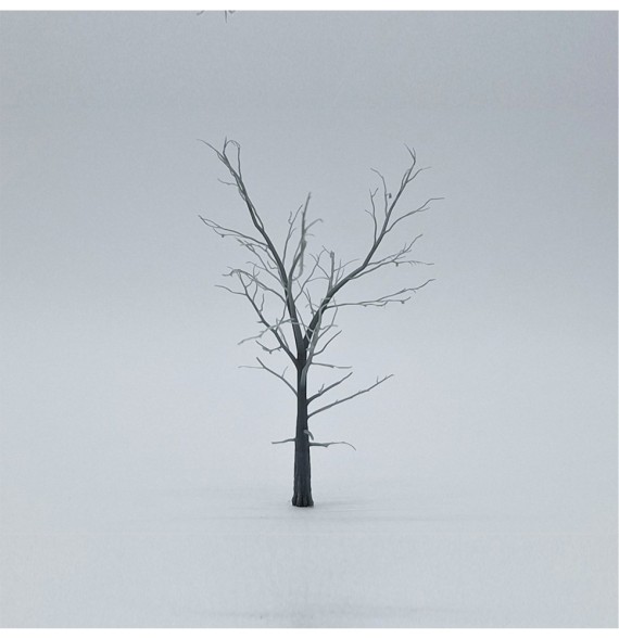 Kostra stromu – buk 80 mm