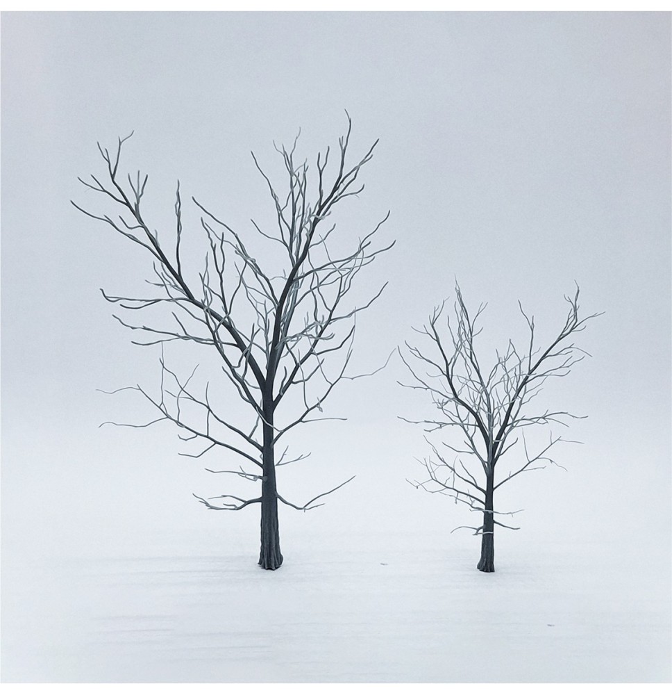 Kostra stromu – buk 120 a 80 mm