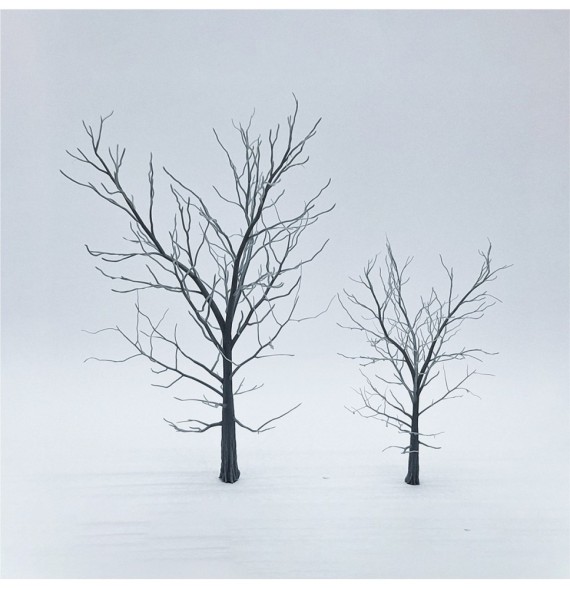 Kostra stromu – buk 120 a 80 mm