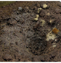 TERRAINS MUDDY GROUND