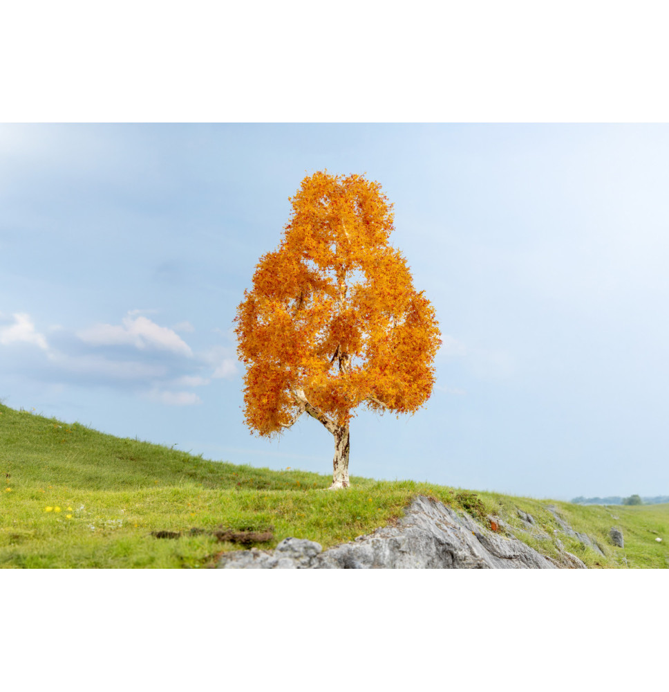 Bříza – podzimní