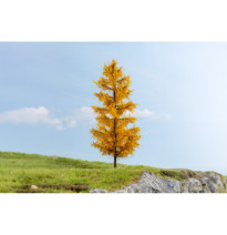 Modřín – podzimní