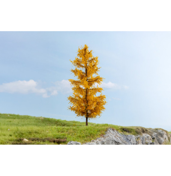 Modřín – podzimní