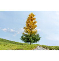 Modřín – podzimní