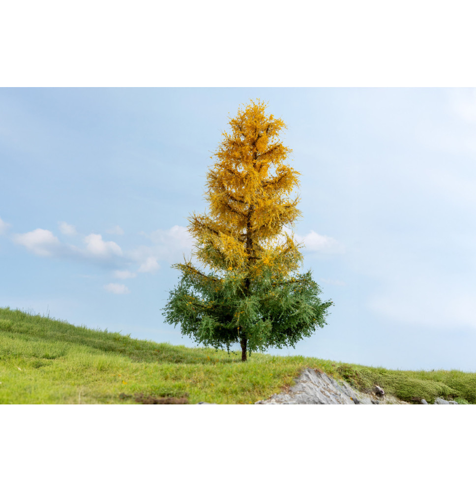 Modřín – podzimní