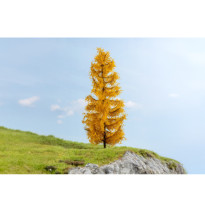 Modřín – podzimní