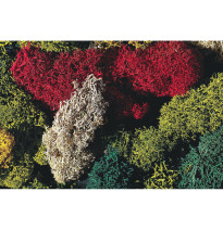 Islandský mech – barevný