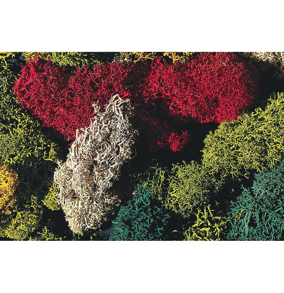 Islandský mech – barevný