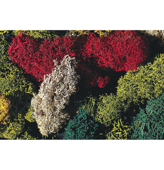 Islandský mech – barevný